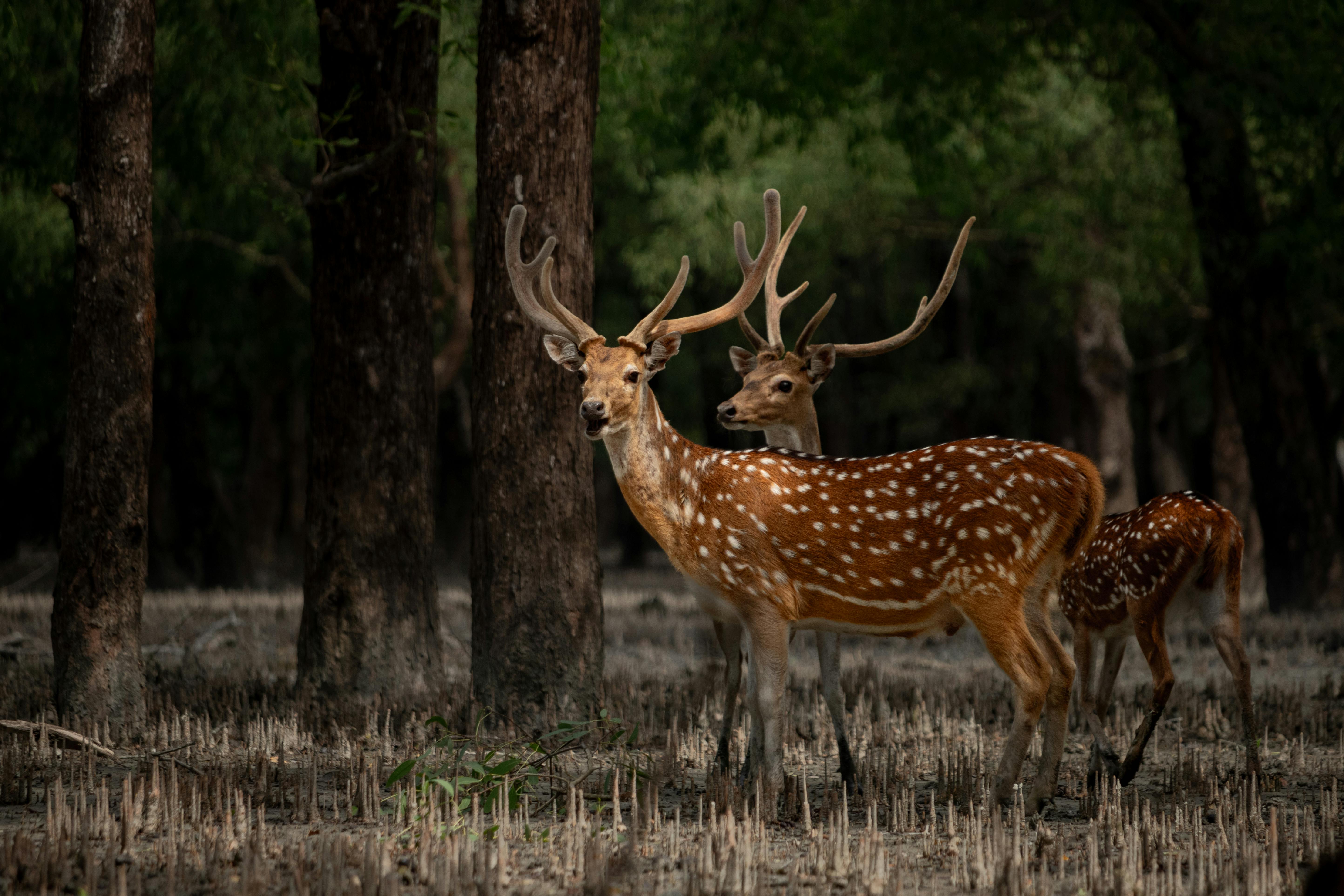 সুন্দরবন রিসোর্ট ট্যুর