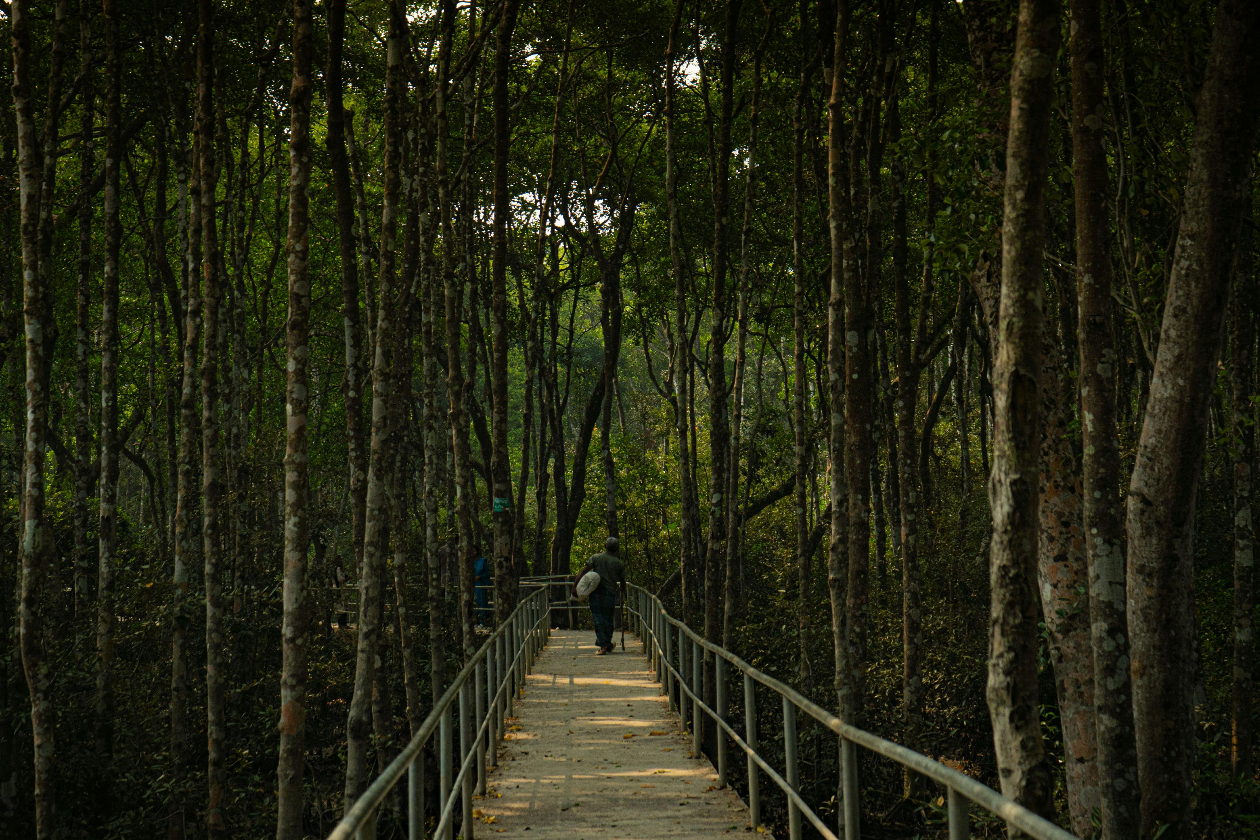 সুন্দরবন ২