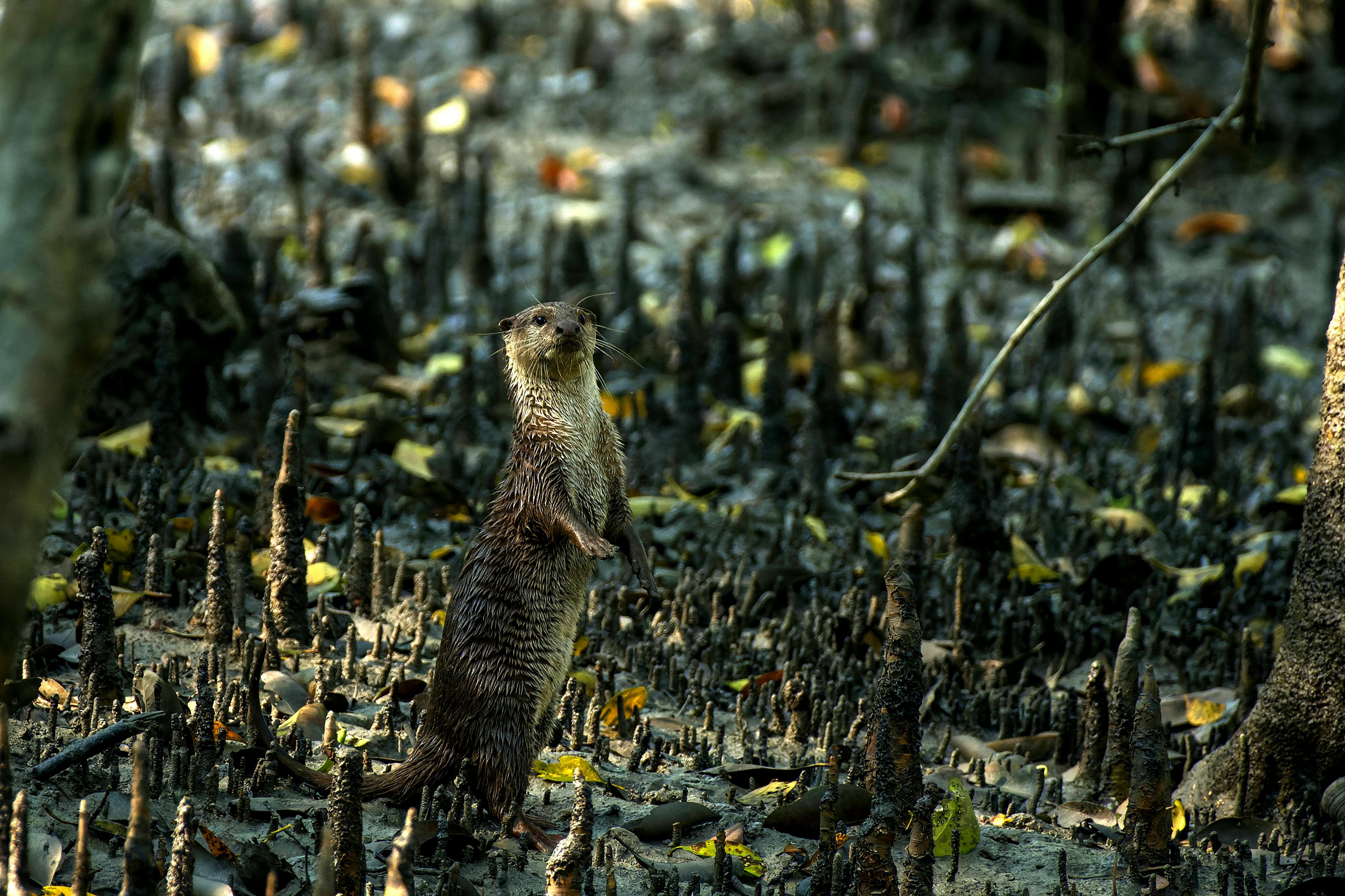 সুন্দরবন ৩