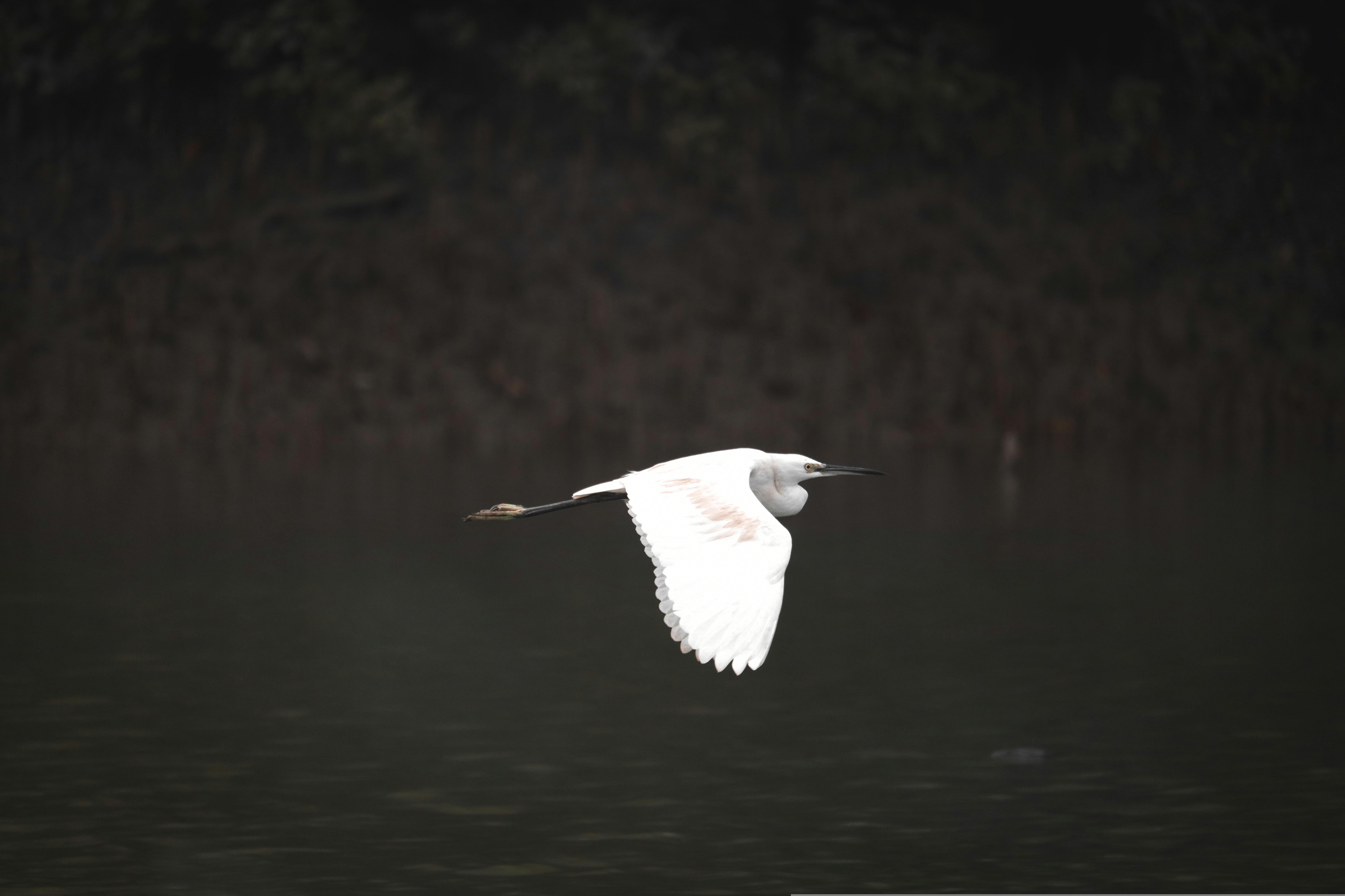 সুন্দরবন ৪
