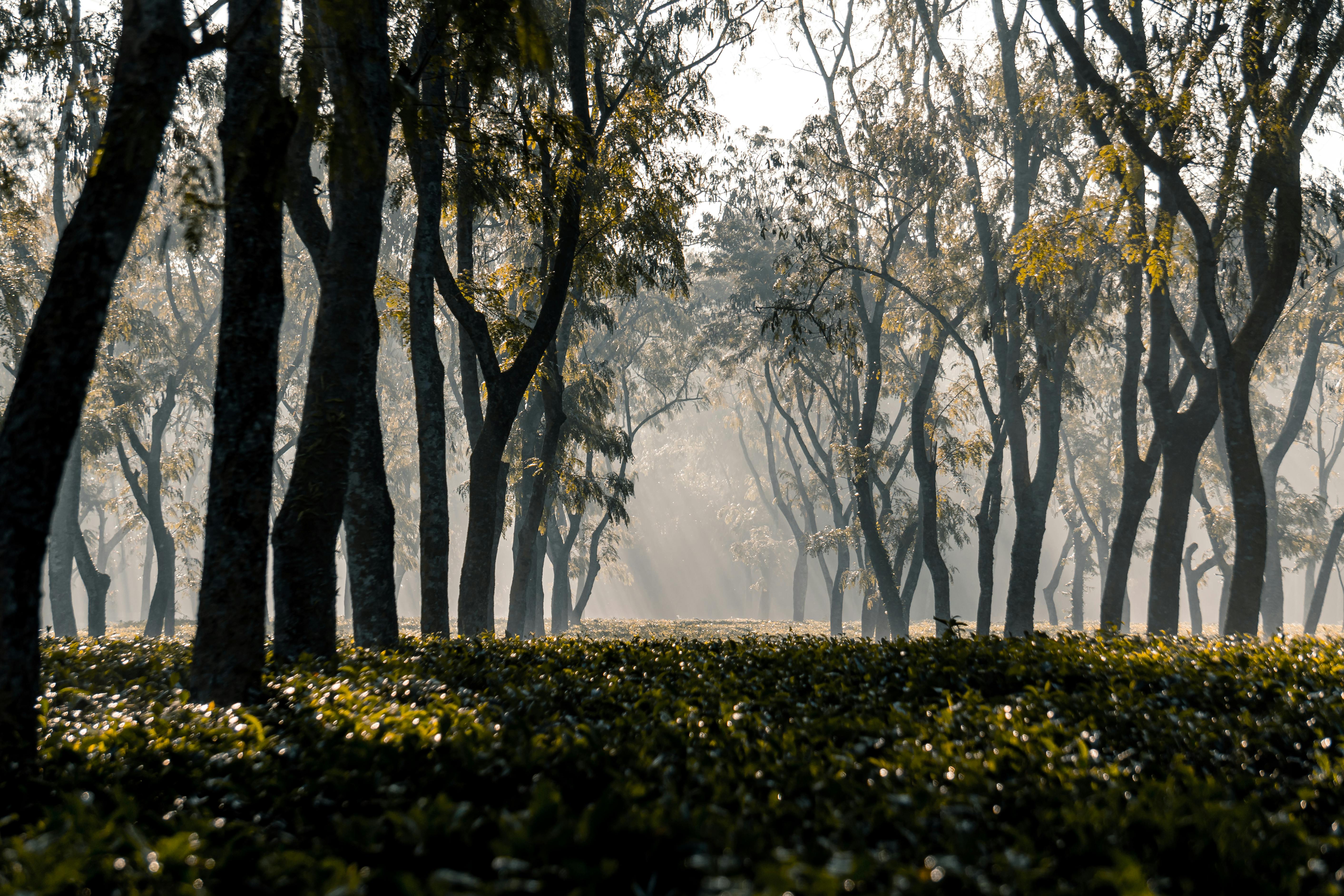 সিলেট ফুল প্যাকেজ ৩